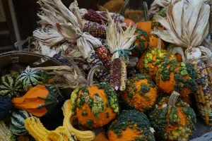 nutrition coach st louis