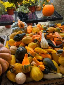 Sustainable weight loss support in St. Louis